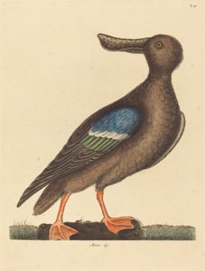 青い翼のシャベル 作： Mark Catesby