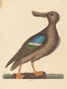 1754年に出版された「Blue Winged Shoveler Anas clypeata foemina」。 作： Mark Catesby