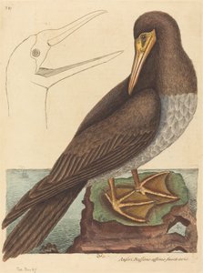 1731年から1743年に出版された「ブービー・ペレカヌス・スラー」。 作： Mark Catesby