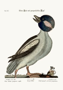 バッファローの頭のアヒル、1749-73 作： Mark Catesby