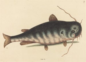 1754年に出版された「The Cat Fish Silurus catus」。 作： Mark Catesby