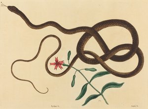 馬車鞭ヘビ (Coluber鞭毛) 作： Mark Catesby
