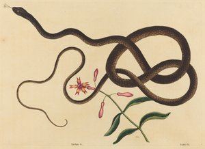 馬車鞭ヘビ (Coluber鞭毛) 作： Mark Catesby