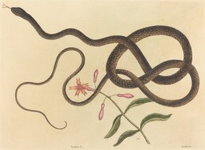 1731 年から 1743 年に発行された、コーチホイップ スネーク コルベールの鞭毛。 作： Mark Catesby