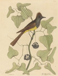 1754年に出版された「カンムリヒタキMuscicapa cristata」。