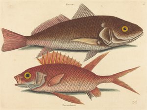Croker Perca undulata、1731 年から 1743 年に発行。