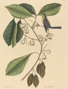 フィンチ クリーパー (Parus americanus)