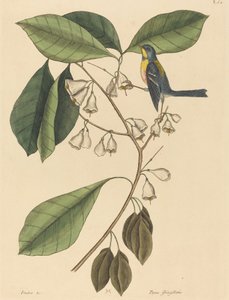 1731年から1743年に出版されたフィンチ・クリーパーParus americanus。