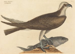 1754年に出版された「釣り鷹Falco haliaetus」。 作： Mark Catesby