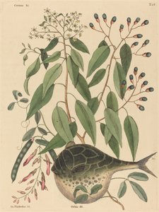 1731年から1743年に出版されたグローブフィッシュTetrodon lagocephalus。