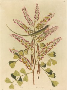 ジャマイカの緑のトカゲ (リザド Bullaris) 作： Mark Catesby