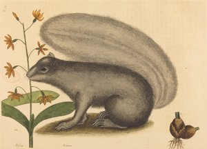 グレイ フォックス リス (Sciurus cinereus) 作： Mark Catesby