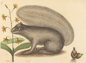 グレイ フォックス リス Sciurus cinereus、1731 ～ 1743 年に発行。 作： Mark Catesby