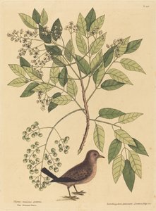 1731 年から 1743 年に出版された The Ground Dove Columba passerina。 作： Mark Catesby