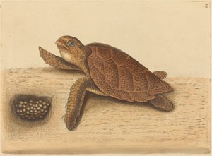 タイマイ (Testudo caretta) 作： Mark Catesby