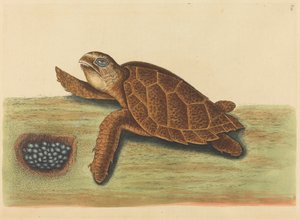 タイマイ (Testudo caretta) 作： Mark Catesby