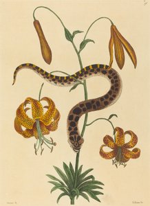 豚鼻ヘビ (Boa contortrix) 作： Mark Catesby