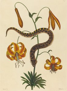 ホッグノーズ・スネークBoa contortrix、1731-1743年に出版された。 作： Mark Catesby