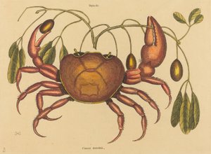 1731年から1743年に出版された「The Land-crab Cancer ruricola」。 作： Mark Catesby