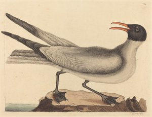 笑うカモメ Larus articilla、1731 ～ 1743 年に発行。 作： Mark Catesby