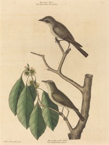 リトル ブラウン ヒタキ、1731 年から 1743 年に発行されました。 作： Mark Catesby