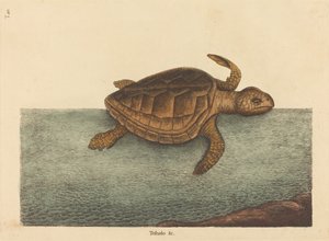 アカミミガメTestudo Cavanna、1731-1743年に出版されたものです。 作： Mark Catesby