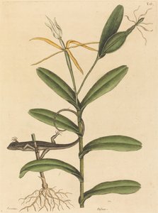 リヨン トカゲ (Laceta 6-lineata) 作： Mark Catesby