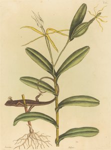 リヨン トカゲ (Laceta 6-lineata) 作： Mark Catesby