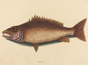 1754年に出版された「マングローブ・スナッパー Labrus griseus」。