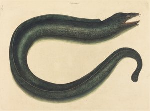 ムラヤ (Murayena helena) 作： Mark Catesby