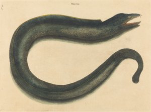 1731年から1743年に出版された『Muray Muraena helena』。