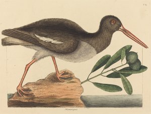 1731 年から 1743 年に発行された、カキ捕りの Hoematopus ostralegus。 作： Mark Catesby