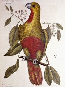 楽園のオウム、1771 作： Mark Catesby