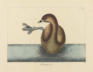 ハシビロコウ (Colymbus podiceps)