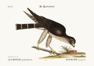 ピジョンホーク、1749-73 作： Mark Catesby