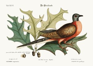 通過の鳩、1749-73 作： Mark Catesby