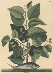 1731年から1743年に発行された『ピルチャード・アルゼンチン・カロリナ』。 作： Mark Catesby