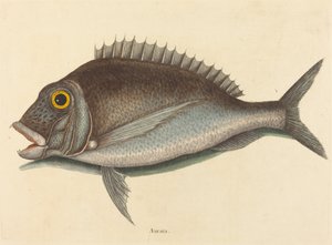 1754年に出版された「ポチ Sparus chrysops」。 作： Mark Catesby