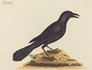 パープル・ジャック・ドー (Gracula Quiscula) 作： Mark Catesby