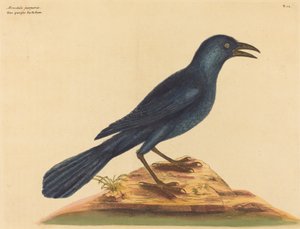 The Purple Jack Daw Gracula Quiscula』（1731～1743年刊）。 作： Mark Catesby