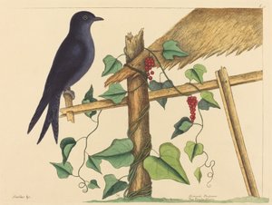 パープル・マーチン (パープル・マーチン) 作： Mark Catesby