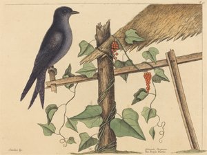 パープル・マーチン (パープル・マーチン) 作： Mark Catesby