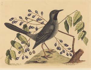 1731年から1743年に出版された「赤足のツグミ Turdus plumbeus」。 作： Mark Catesby