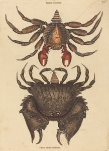 赤いまだら岩ガニ (Cancer grapsus) 作： Mark Catesby