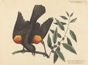 1754年に出版された「赤い翼のムクドリ Oriolus phoeniceus」。 作： Mark Catesby