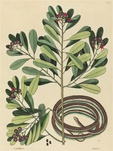 リボンスネーク (Coluber saurita) 作： Mark Catesby