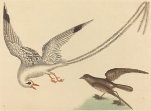 ライスバードEmberiza oryzivora、1731-1743年に発行。 作： Mark Catesby