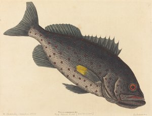 1754年に出版された「岩魚 Perca venenosa」。 作： Mark Catesby