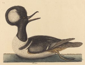 1731 年から 1743 年に発行されたラウンド クレステッド カモ Mergus cucullatus。 作： Mark Catesby