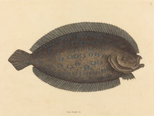 Sole Pleuronectes lunatus、1731 年から 1743 年に発行。